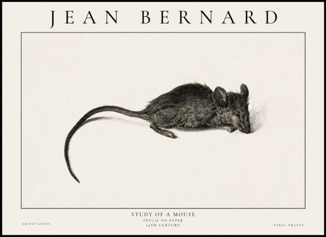 Jean Bernard Study of a Mouse I No6 - Plakat