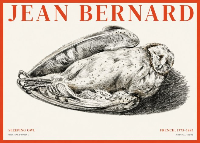 Jean Bernard Sleeping Owl No1 - Plakat