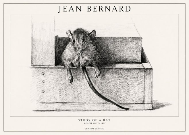 Jean Bernard Study of a Rat I No1 - Plakat