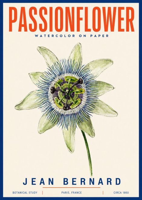 Jean Bernard Passionflower No4 - Plakat