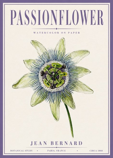 Jean Bernard Passionflower No6 - Plakat