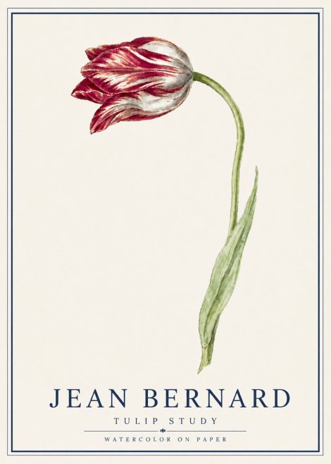 Jean Bernard Tulip Study No5 - Plakat