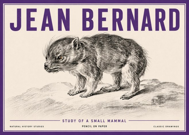 Jean Bernard Study of a Small Mammal No5 - Plakat