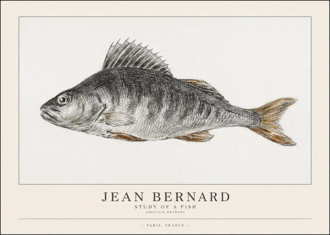 Jean Bernard Study of a Fish IV No1 - Plakat