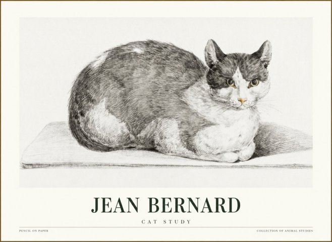 Jean Bernard Cat Study XI No1 - Plakat