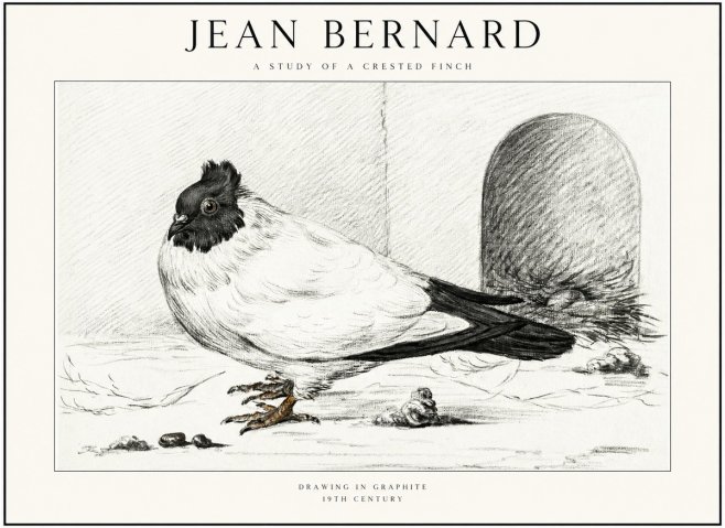 Jean Bernard A Study of a Crested Finch No1 - Plakat