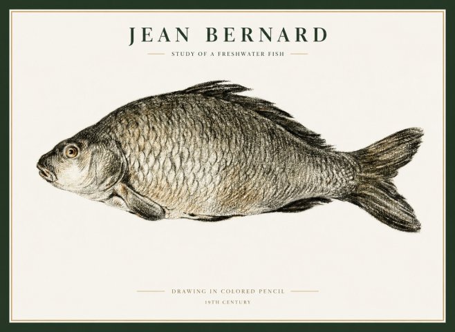 Jean Bernard Study of a Freshwater Fish No1 - Plakat