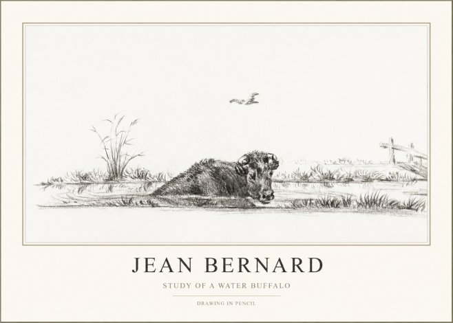 Jean Bernard Study of a Water Buffalo No1 - Plakat