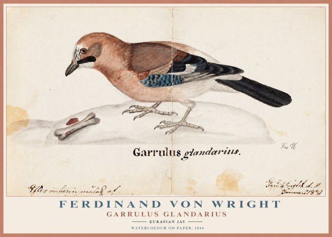 Ferdinand von Wright Garrulus Glandarius No1 - Plakat
