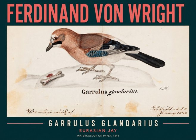 Ferdinand von Wright Garrulus Glandarius No2 - Plakat