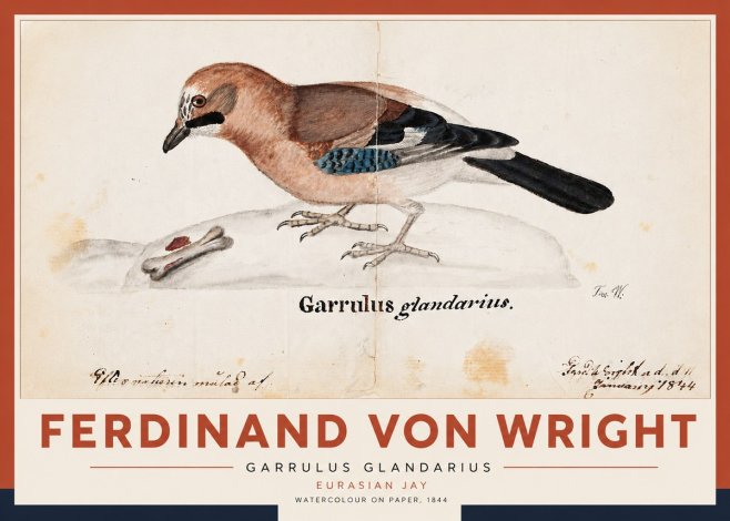 Ferdinand von Wright Garrulus Glandarius No5 - Plakat