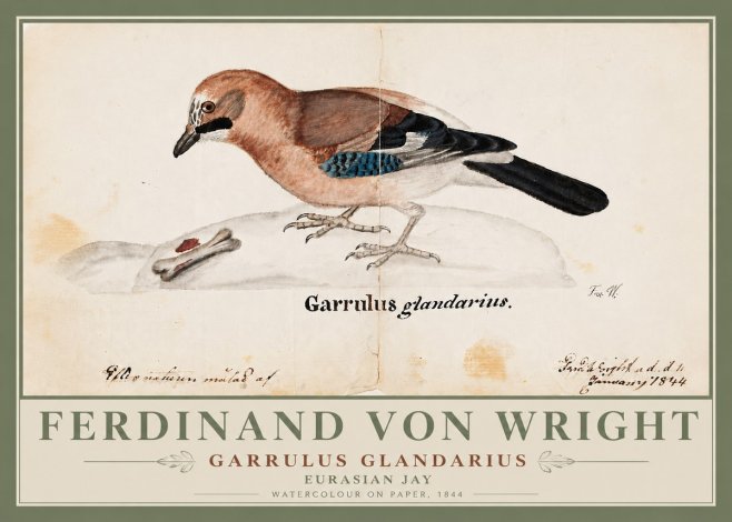 Ferdinand von Wright Garrulus Glandarius No6 - Plakat