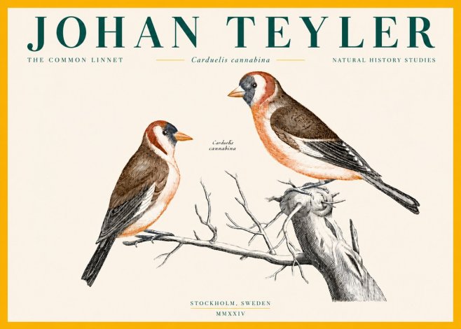Johan Teyler The Common Linnet No4 - Plakat