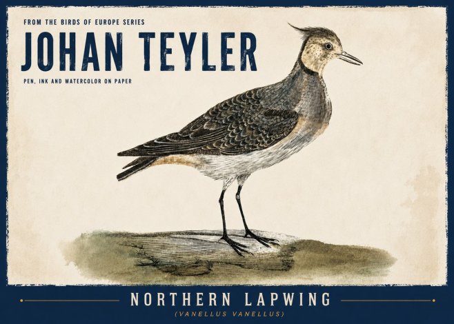 Johan Teyler Northern Lapwing (Vanellus Vanellus) No6 - Plakat