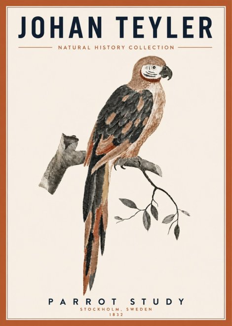 Johan Teyler Parrot Study I No3 - Plakat