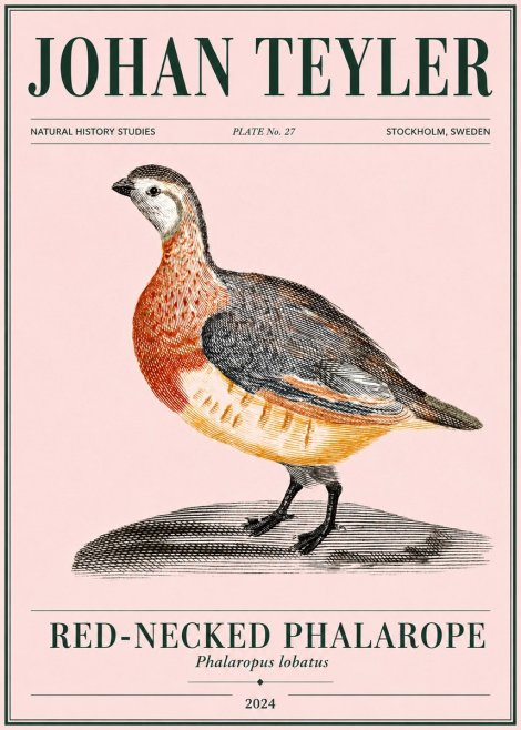 Johan Teyler Red-necked Phalarope No4 - Plakat