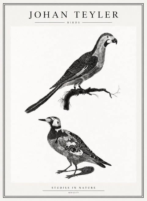 Johan Teyler Birds - Study of Two Species No2 - Plakat