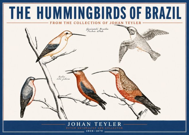 Johan Teyler The Hummingbirds of Brazil from the Collection of Johan Teyler No4 - Plakat