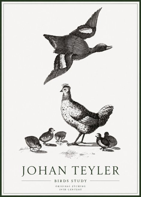 Johan Teyler Birds Study No1 - Plakat