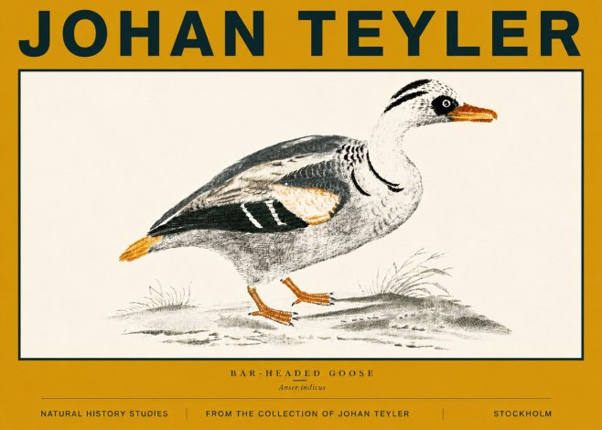 Johan Teyler Bar-headed Goose No6 - Plakat
