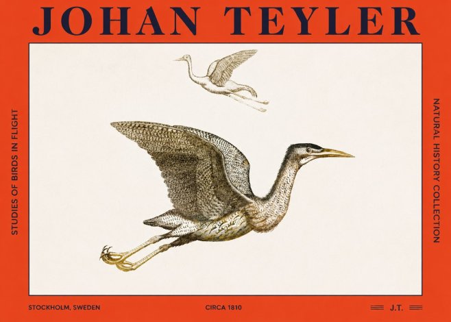 Johan Teyler Studies of Birds in Flight No2 - Plakat