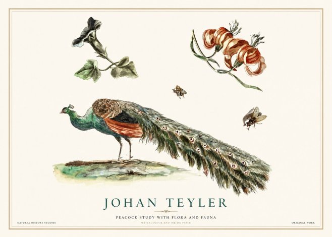 Johan Teyler Peacock Study with Flora and Fauna No1 - Plakat
