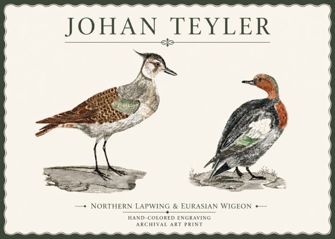 Johan Teyler Northern Lapwing & Eurasian Wigeon No4 - Plakat