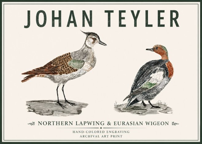 Johan Teyler Northern Lapwing & Eurasian Wigeon No5 - Plakat