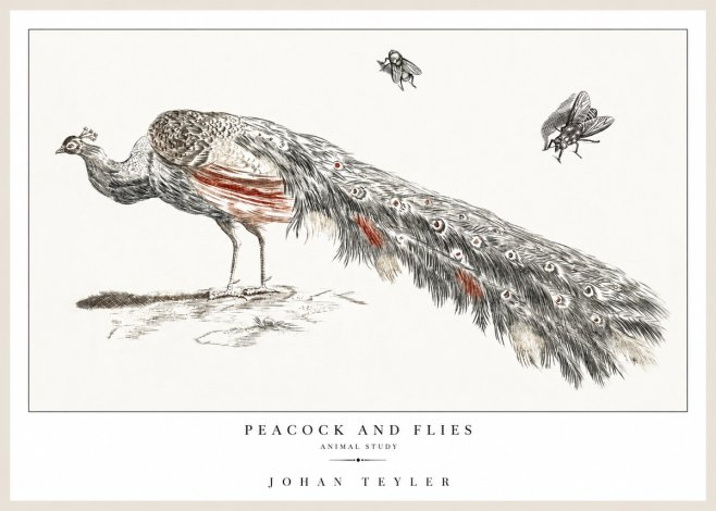Johan Teyler Peacock and Flies - Animal Study No1 - Plakat