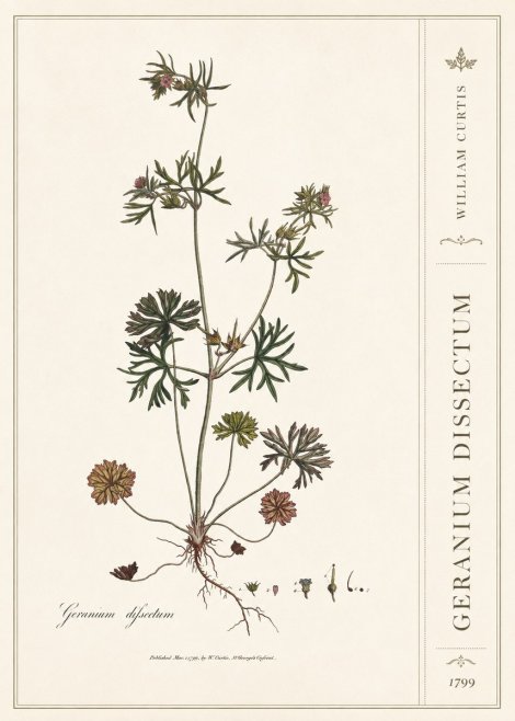 William Curtis Geranium Dissectum I No2 - Plakat