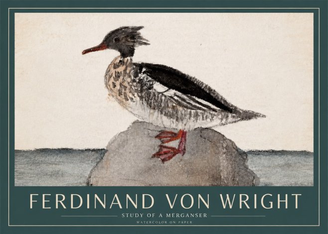 Ferdinand von Wright Study of a Merganser No3 - Plakat