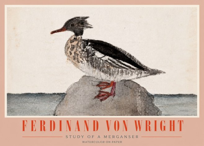 Ferdinand von Wright Study of a Merganser No4 - Plakat