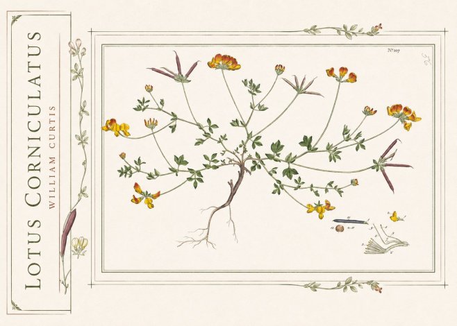William Curtis Lotus Corniculatus I No2 - Plakat