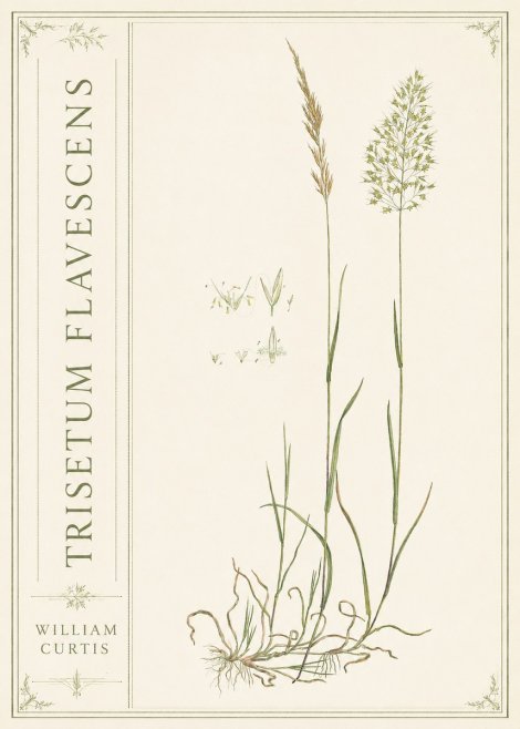 William Curtis Trisetum Flavescens II No2 - Plakat