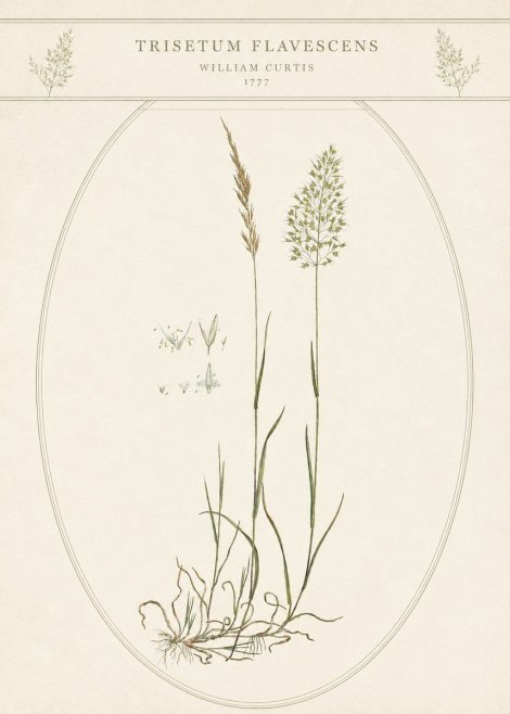 William Curtis Trisetum Flavescens II No5 - Plakat