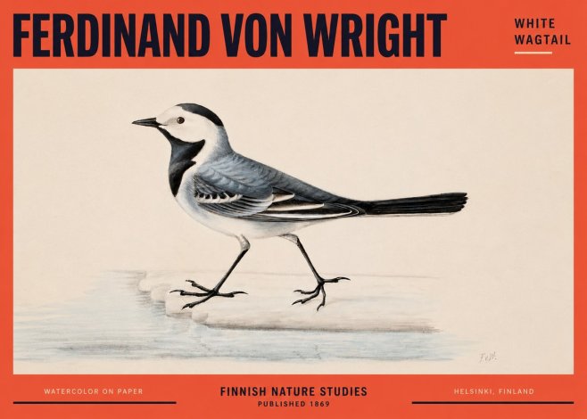 Ferdinand von Wright White Wagtail No2 - Plakat