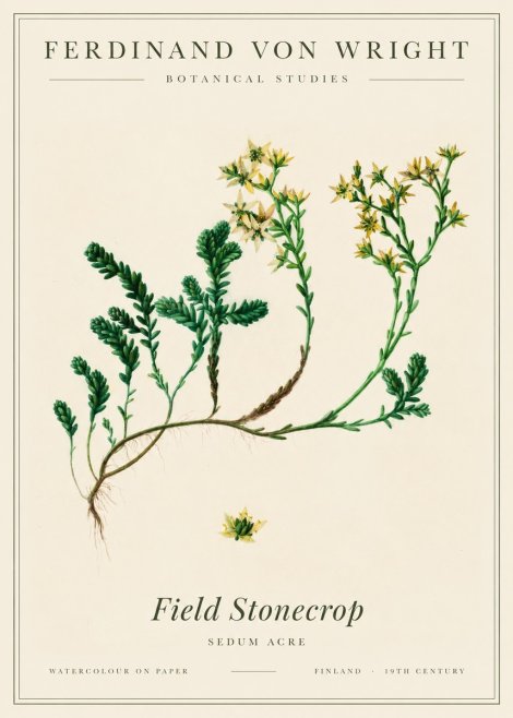 Ferdinand von Wright Botanical Study No3 - Plakat