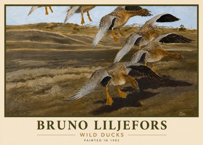 Bruno Liljefors Wild Ducks I No6 - Plakat