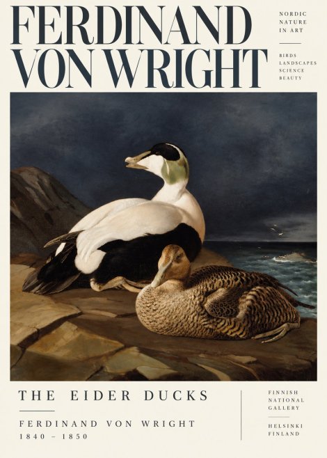 Ferdinand von Wright Eiders on a Rocky Shore No5 - Plakat