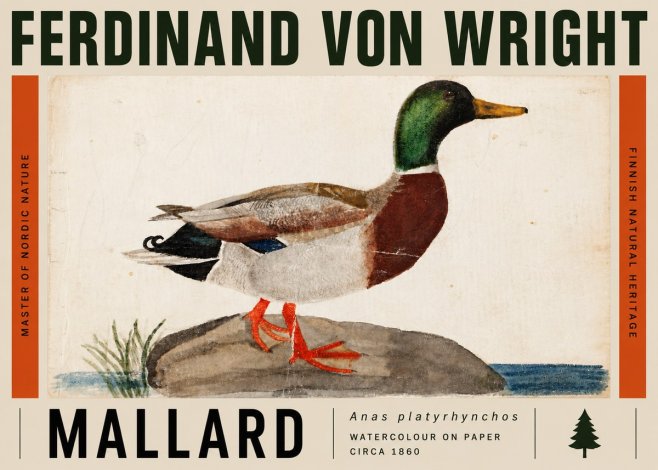 Ferdinand von Wright Mallard (Anas Platyrhynchos) No5 - Plakat