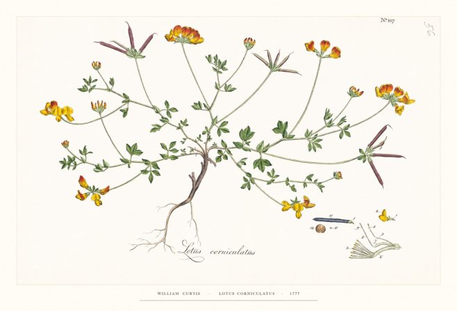 William Curtis Lotus Corniculatus II No6 - Plakat