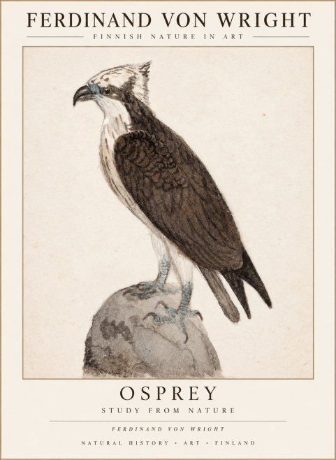 Ferdinand von Wright Osprey No3 - Plakat