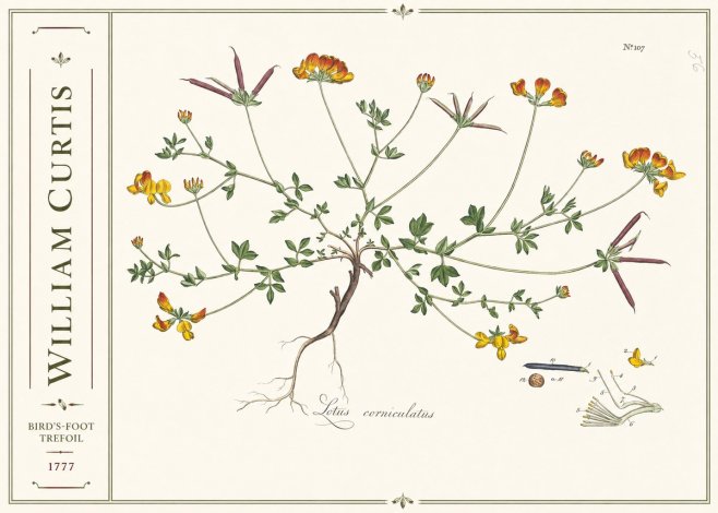 William Curtis Bird's-foot Trefoil No2 - Plakat