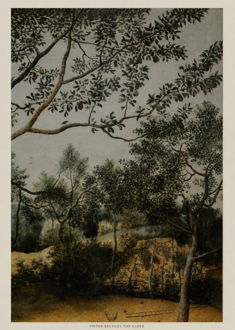 Pieter Bruegel Branch of a Pear Tree No5 - Plakat