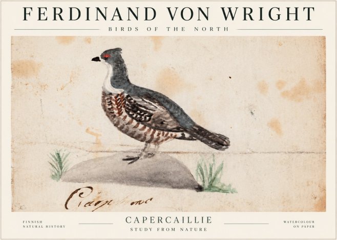 Ferdinand von Wright Grouse No2 - Plakat