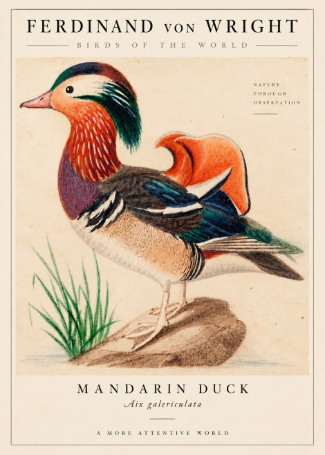 Ferdinand von Wright Mandarin Duck No6 - Plakat