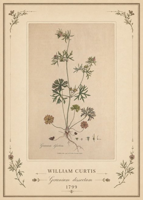 William Curtis Geranium Dissectum II No1 - Plakat