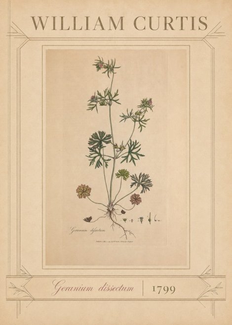 William Curtis Geranium Dissectum II No3 - Plakat