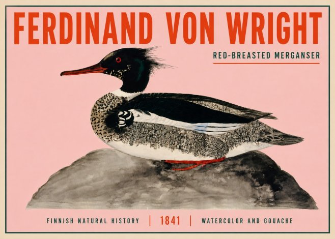 Ferdinand von Wright Red-breasted Merganser No3 - Plakat