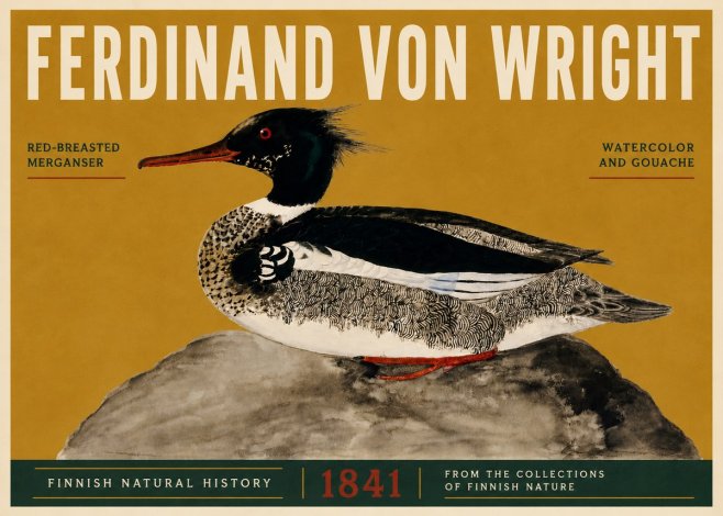 Ferdinand von Wright Red-breasted Merganser No5 - Plakat